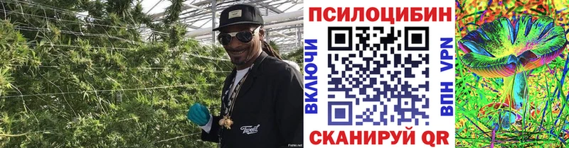дарк нет состав Облучье Галлюциногенные грибы Psilocybe